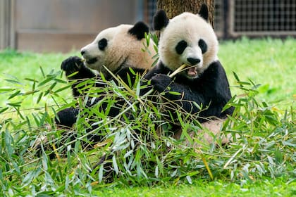Pandas gigantes comen bambú en el Zoo Nacional del Smithsonian, el 4 de mayo de 2022 en Washington. Dos pandas gigantes llegarán al Zoo Nacional de Washington para final de año (AP Foto/Jacquelyn Martin, Archivo)