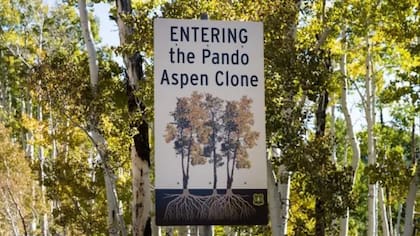 Pando es considerado "el organismo vivo más grande y más pesado del mundo"