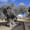 Un árbol de olivo de más de 4000 años de antigüedad revivió el turismo de un pueblo oculto en Grecia