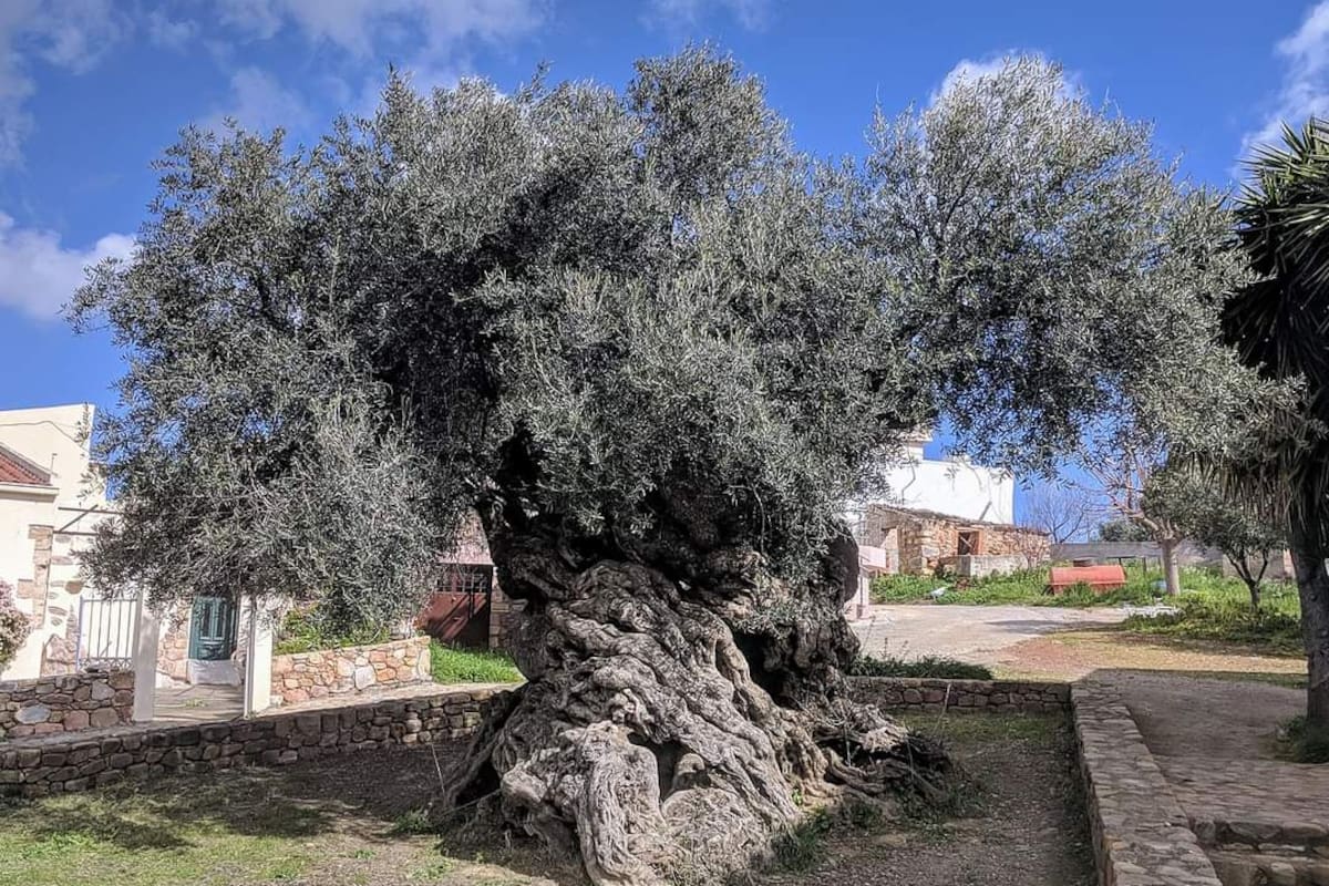 Pano Vouves es un pequeño pueblo en la isla de Creta que tomó notoriedad por su famoso árbol de olivo