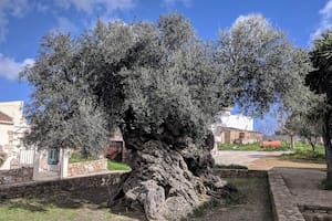 Un árbol de olivo de más de 4000 años de antigüedad revivió el turismo de un pueblo oculto en Grecia