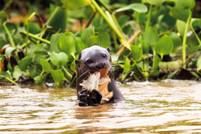 Pantanal