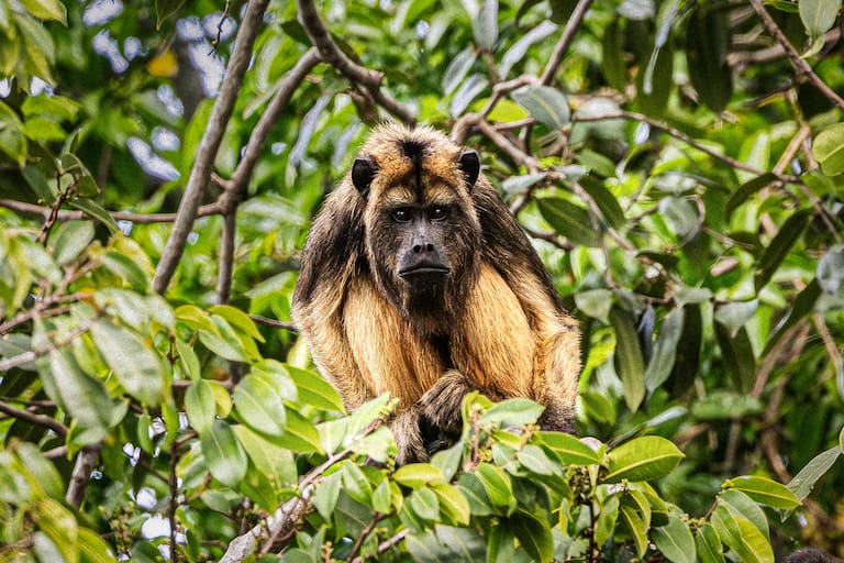 Pantanal