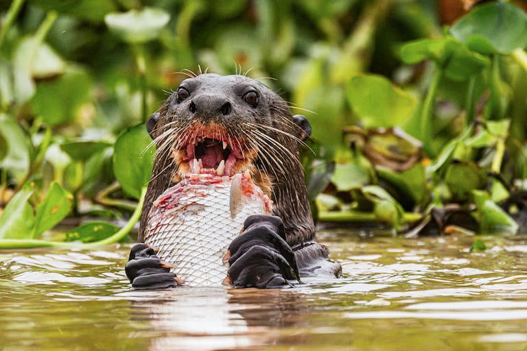 Pantanal