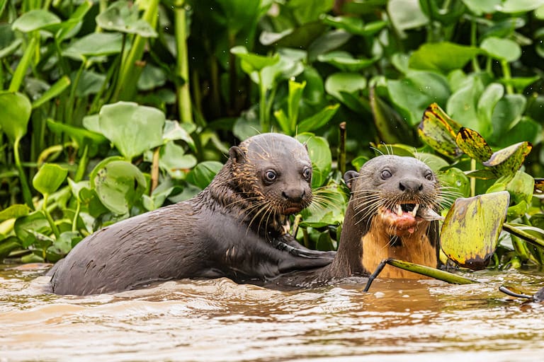 Pantanal