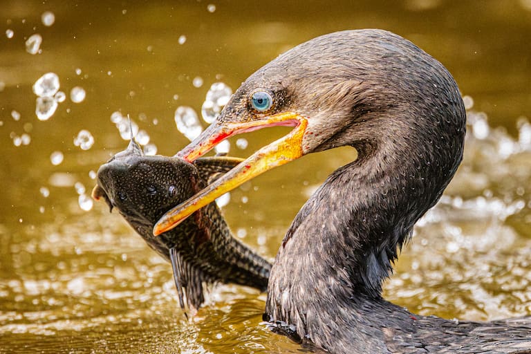 Pantanal