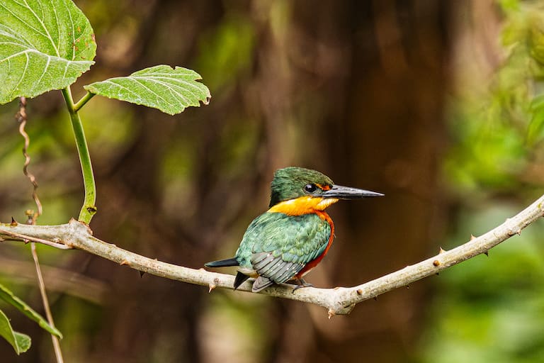 Pantanal