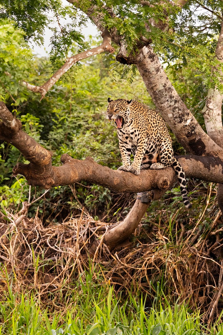 Pantanal