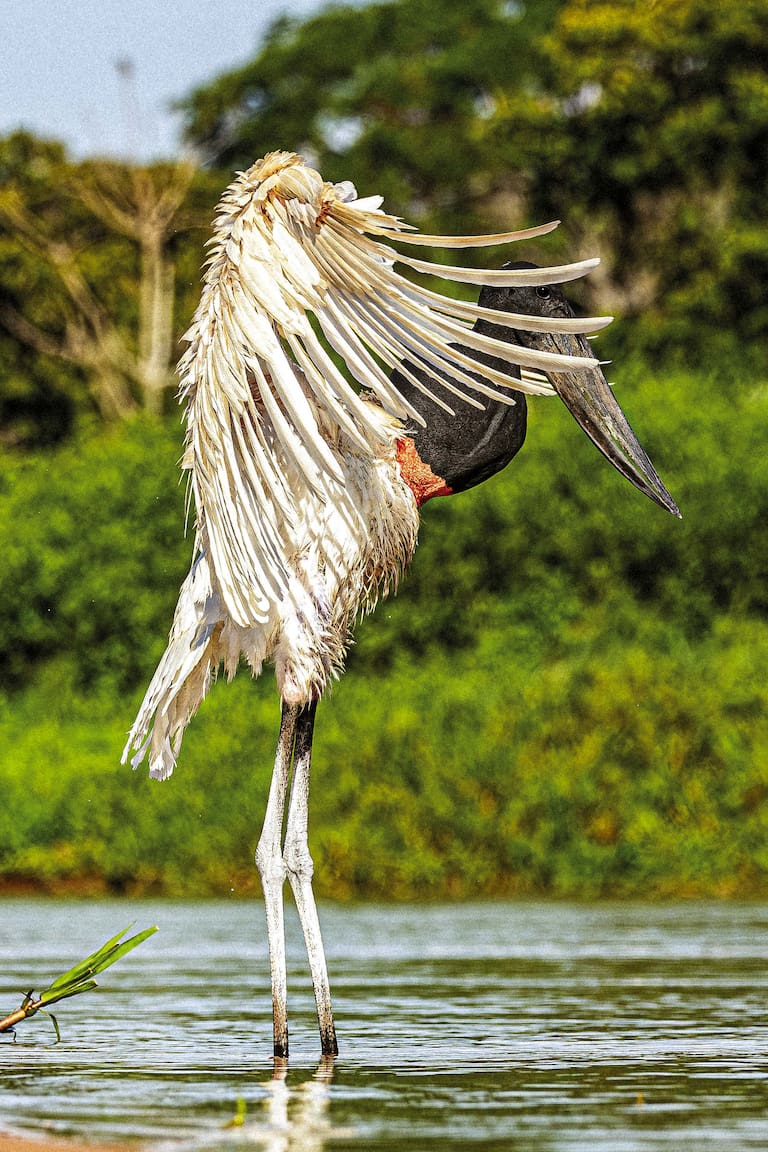 Pantanal