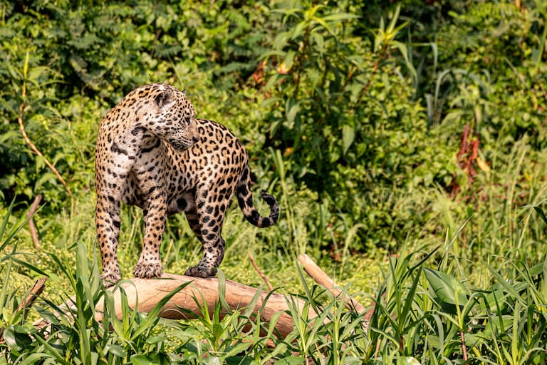 Pantanal