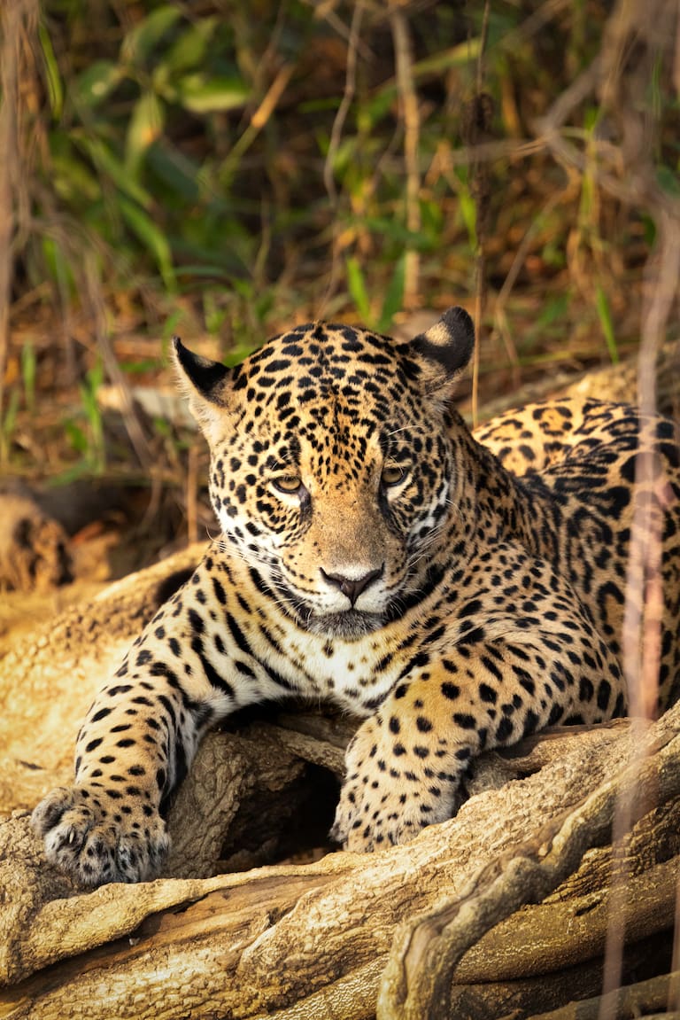 Pantanal