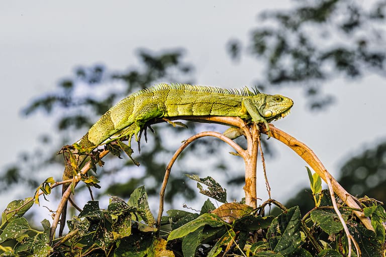 Pantanal