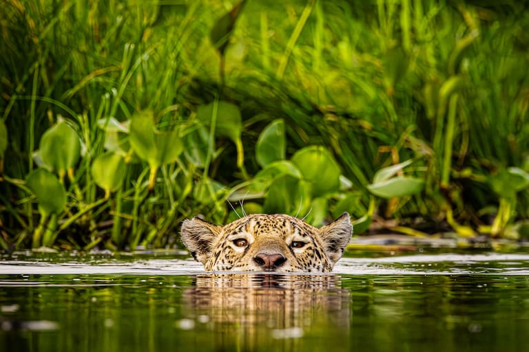 Pantanal