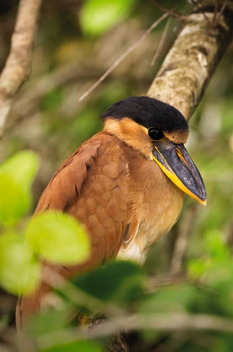Pantanal