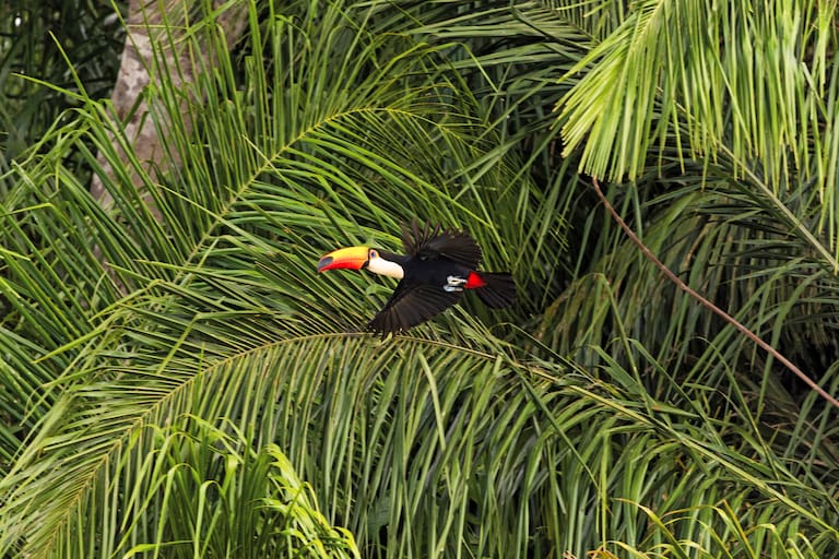 Pantanal