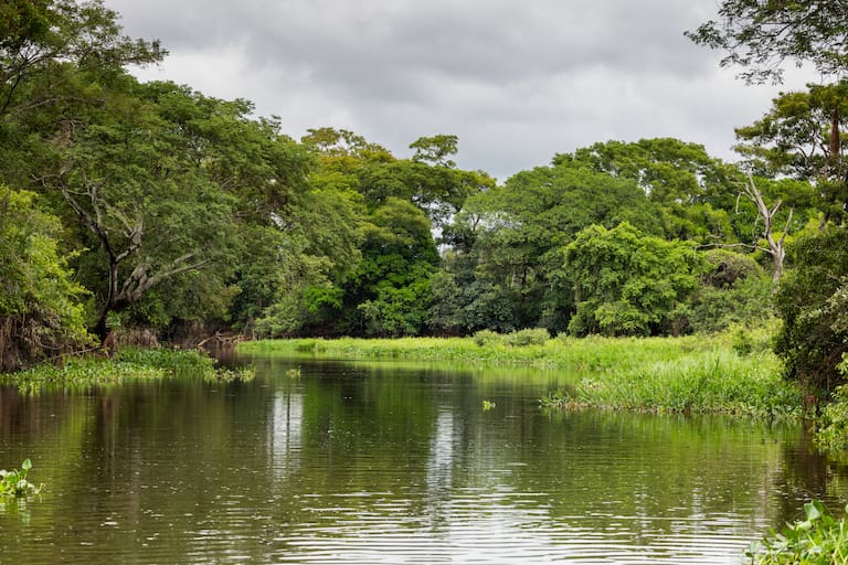 Pantanal