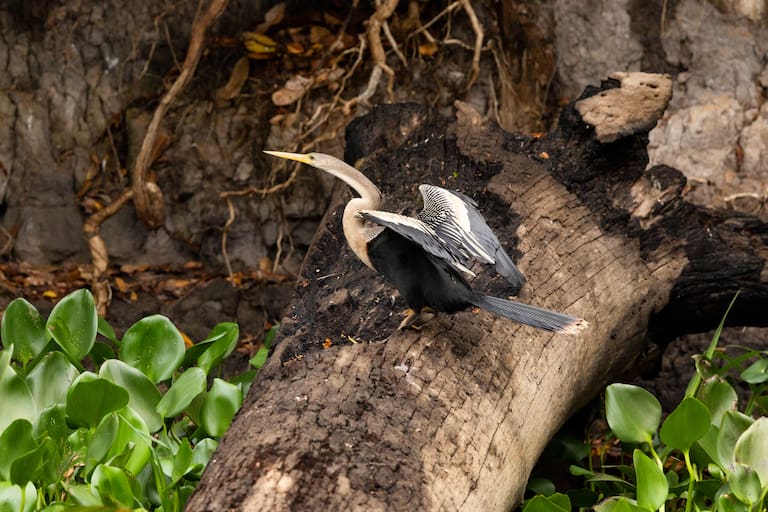 Pantanal