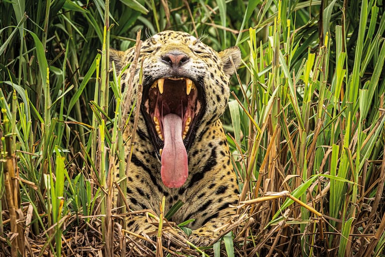 Pantanal