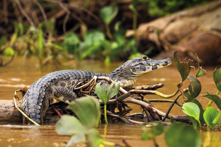 Pantanal
