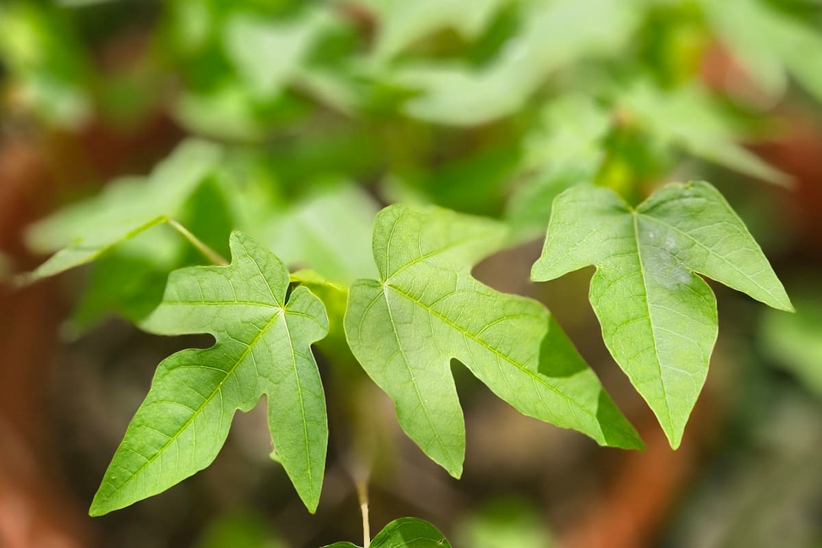 Papayas recién germinadas. Otro experimento que tiene pocas posibilidades de prosperar. Pero son preciosas