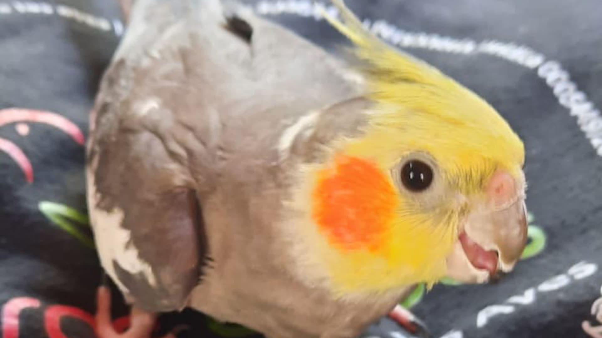 Paquito