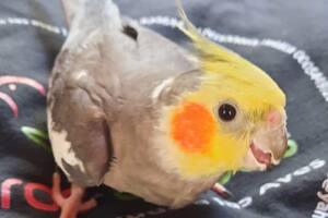 Paquito