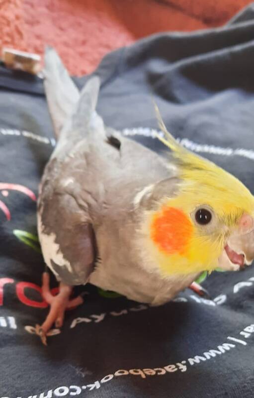 Paquito