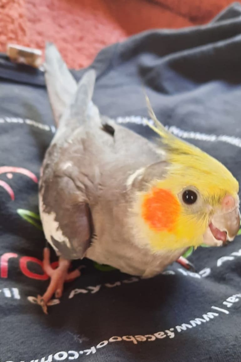 Paquito