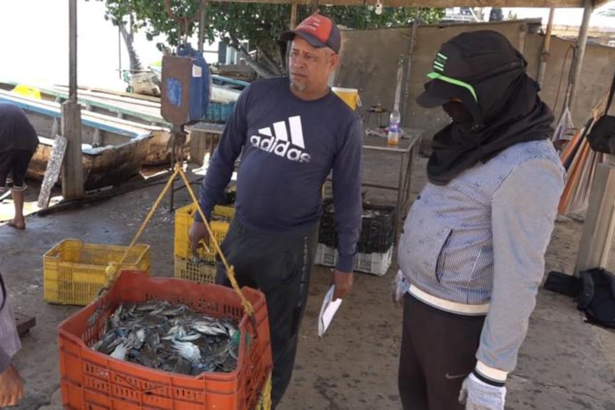 Para 2022, el valor de las exportaciones de cangrejo azul de Venezuela sumaron US$75,6 millones, según la FAO.