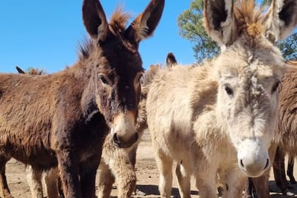 Para abastecer a 5000 niños con alergia, que consumen un litro diario, se necesitarían 5000 burras