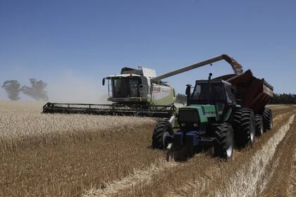 Con 19,90 millones de toneladas, la cosecha de trigo argentino sería récord