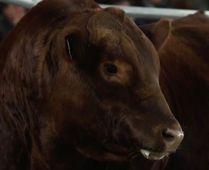 Para Alfonso Bustillo, presidente de la Asociación Argentina de Angus, fue “realmente un gran remate, con valores destacados y, con un precio máximo de un toro padre que realmente va a marcar un récord”