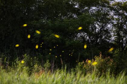 Para atraer bichos de luz es necesario dejar que la naturaleza siga su curso, con una vegetación variada y un poco de desorden natural