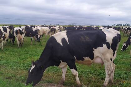 Para atravesar el tiempo de crisis en la lechería se impone un manejo profesional de todas sus variables
