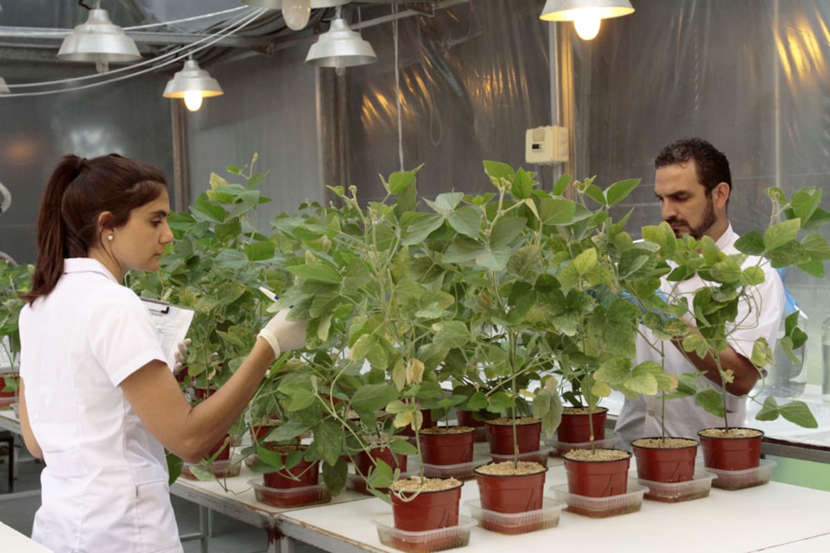 Para Casafe, no es que vaya a haber un reemplazo de los químicos por los biológicos, porque en muchos casos todavía no hay productos biológicos que puedan hacer lo mismo que hacen algunos químicos