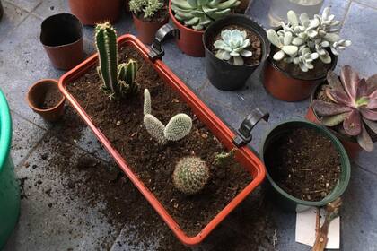 Para Cecilia Sedrán, vecina de Morón de 28 años, cuidar las plantas es un hobby que la ayuda a despejarse