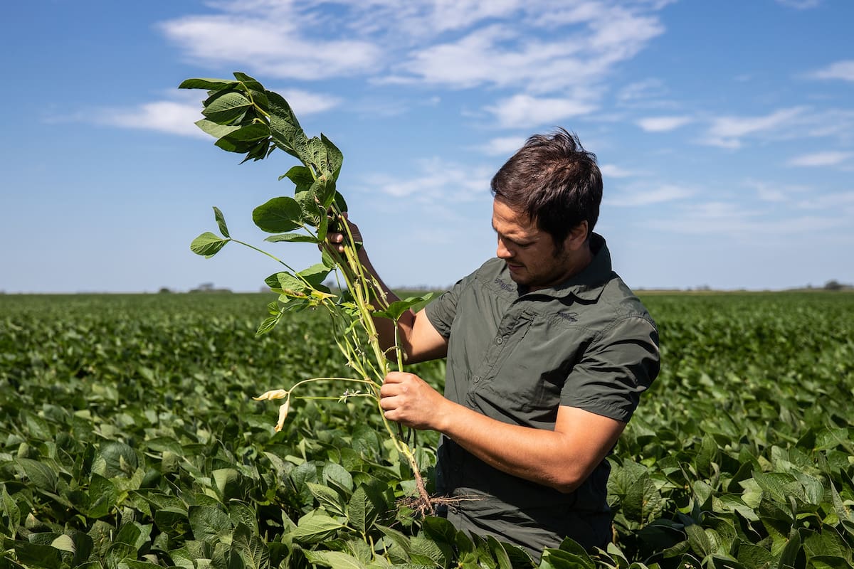 Para combatir a este enemigo de la soja es necesario un producto como Engeo, pero también entender las particularidades de una especie que no ha disminuido su presión.