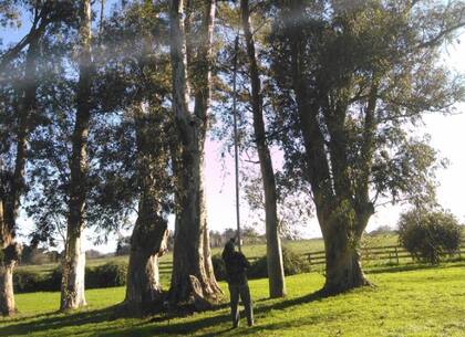 Para controlar los nidos que se encuentras a más baja altura, Canale sigue utilizando las cañas de fibra de carbono