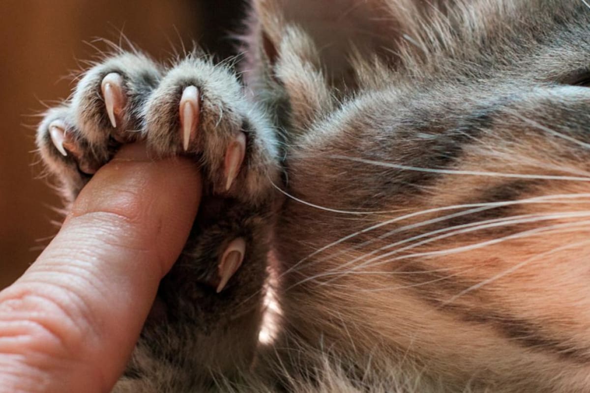 Para cortar las uñas de un gato es necesario tener mucho cuidado