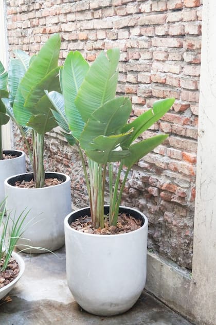 Para cultivar a las Strelitzias en contenedores y evitar que se pudran las raíces, las macetas deben ser amplias y tener un muy buen drenaje y agregado de arena.