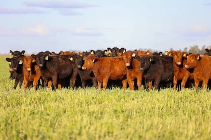 Para Derito, además, la ganadería tiene un impacto que trasciende la producción de alimentos