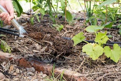 Para devolverle al suelo su diversidad biológica, el compost es el aliado más efectivo