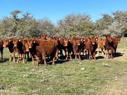 Para el 1° de julio de 2026 todo el rodeo deberá tener la identificación individual electrónica