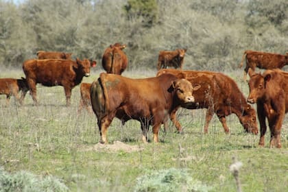 Para el consultor Víctor Tonelli es “imprescindible” no tener restricciones para las ventas al exterior de carne vacuna