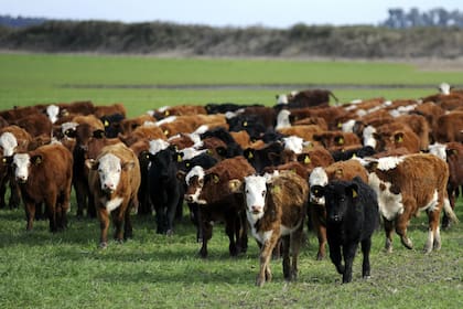 Para el consumo animal se puede mezclar el agua con bajos niveles de arsénico con agua con mayor concentración