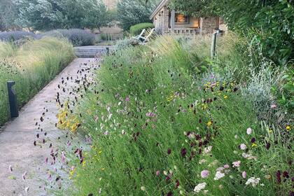 Para el diseño del jardín, la paisajista y dueña de casa tuvo presente sumarle valor con especies tolerantes a la sequía, riqueza con herbáceas y arbustos que contuvieran la casa y a su vez generar espacios estéticos y agradables mientras está en uso.