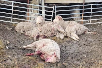Para el dueño del establecimiento Güer Aike, un campo ubicado a 30 kilómetros de Río Gallegos, "esto es consecuencia de una tenencia irresponsable de mascotas, es un problema de falta de educación”