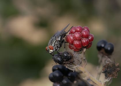 Para el experimento, los expertos utilizaron moscas de frutas