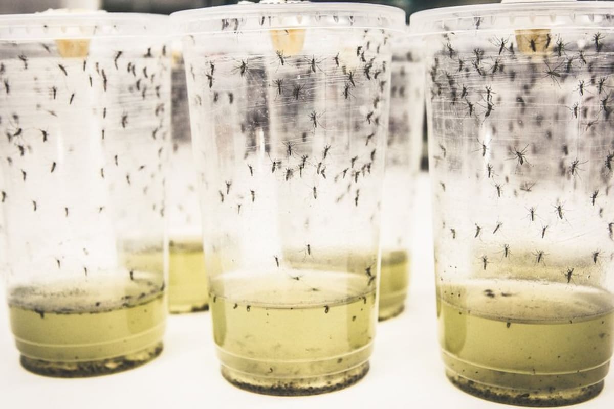 Para el experimento se infectaron cinco millones de huevos de mosquitos con la bacteria wolbachia
