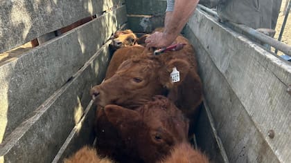 Para el experto, aprovechar esa oportunidad dependerá no solo de producir más, sino de consolidarse como proveedor confiable de carne premium en un mercado donde la calidad, la trazabilidad y el acceso a los destinos de mayor valor serán cada vez más determinantes